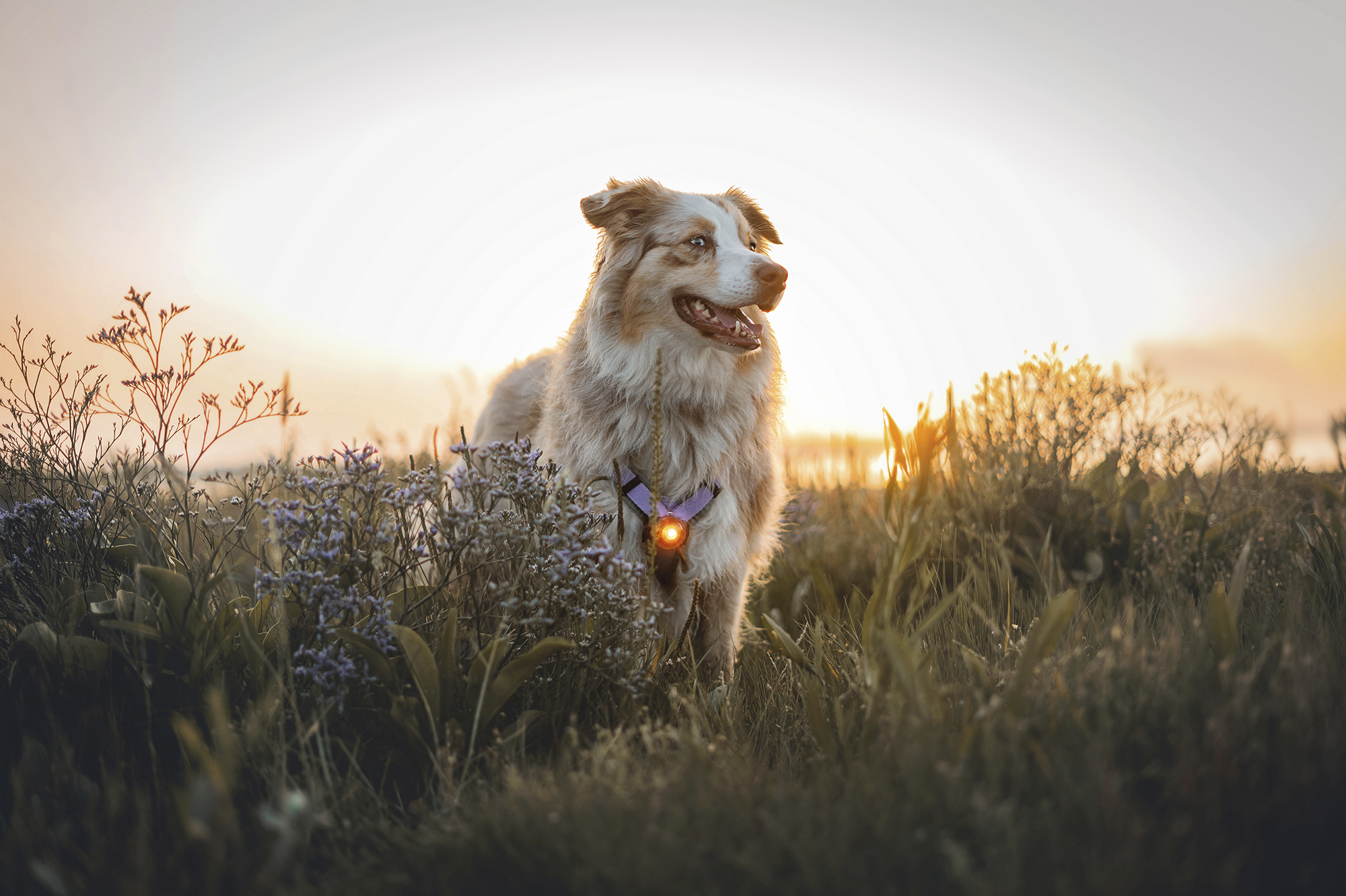 Afbeelding Safety Light Amber – Veiligheidslampje Hond