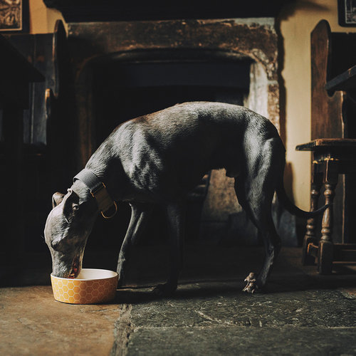 Afbeelding Eet en drink kom hond – Beco Printed Bowl honinggraad
