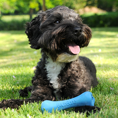 Afbeelding Speelgoed Hond – Beco Bone Blauw