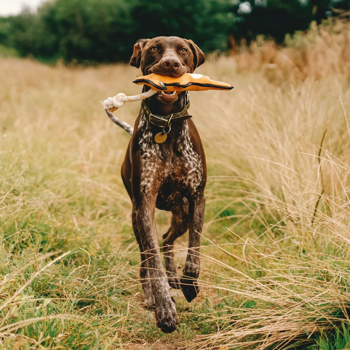 Afbeelding Knuffel Hond – Beco Plush Toy Kangaroo
