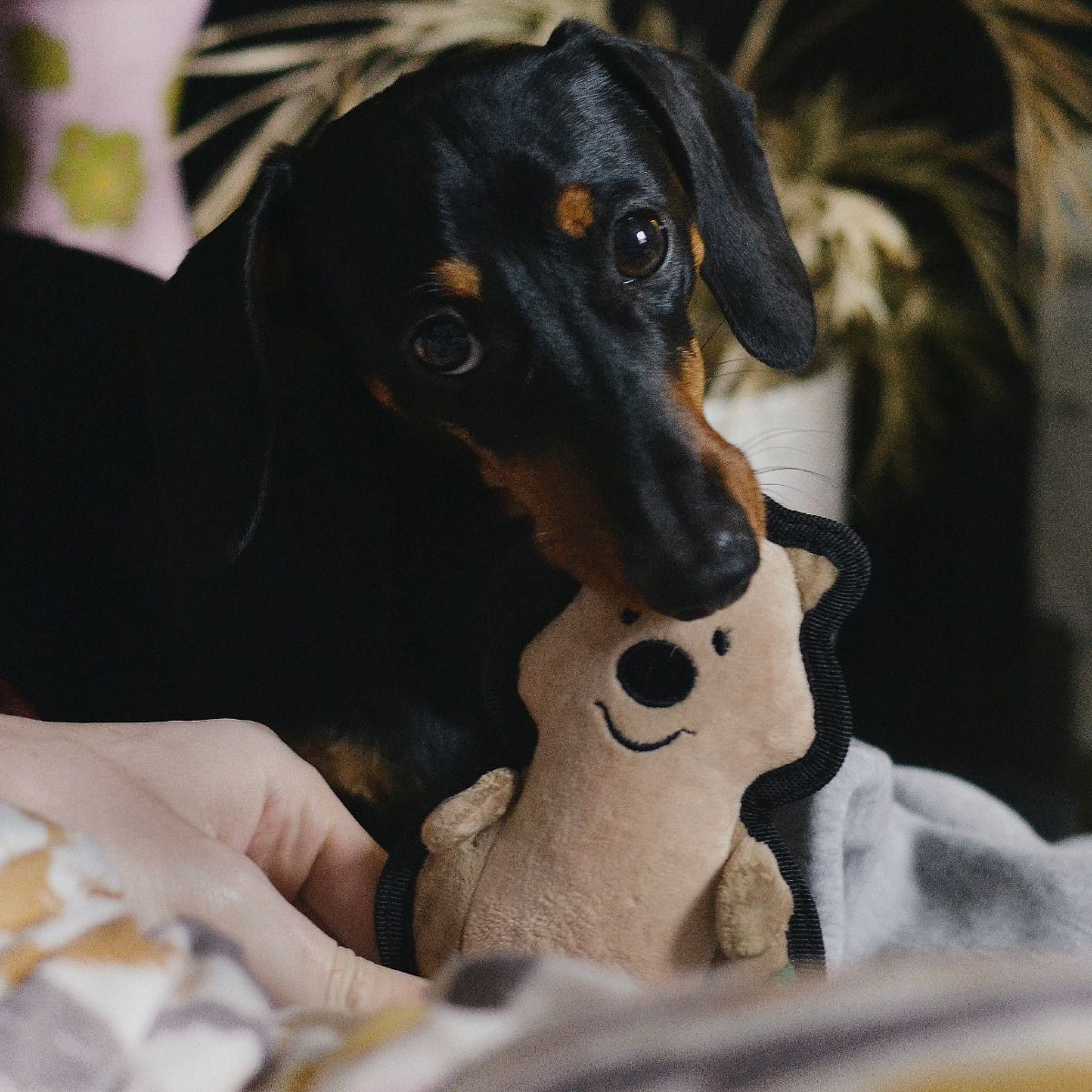 Afbeelding Beco Plush Toy Quokka – Knuffel Hond