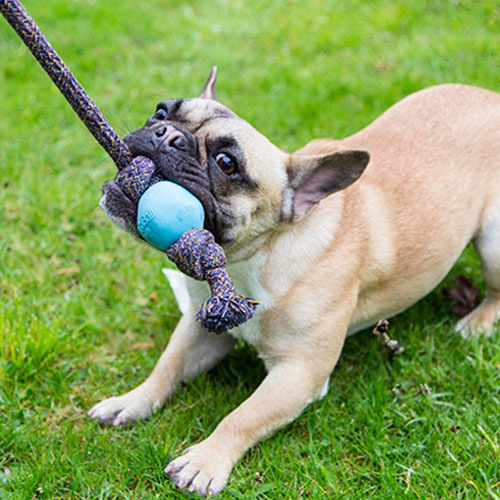 Afbeelding Beco Ball With Rope Blauw – Speelgoed Hond