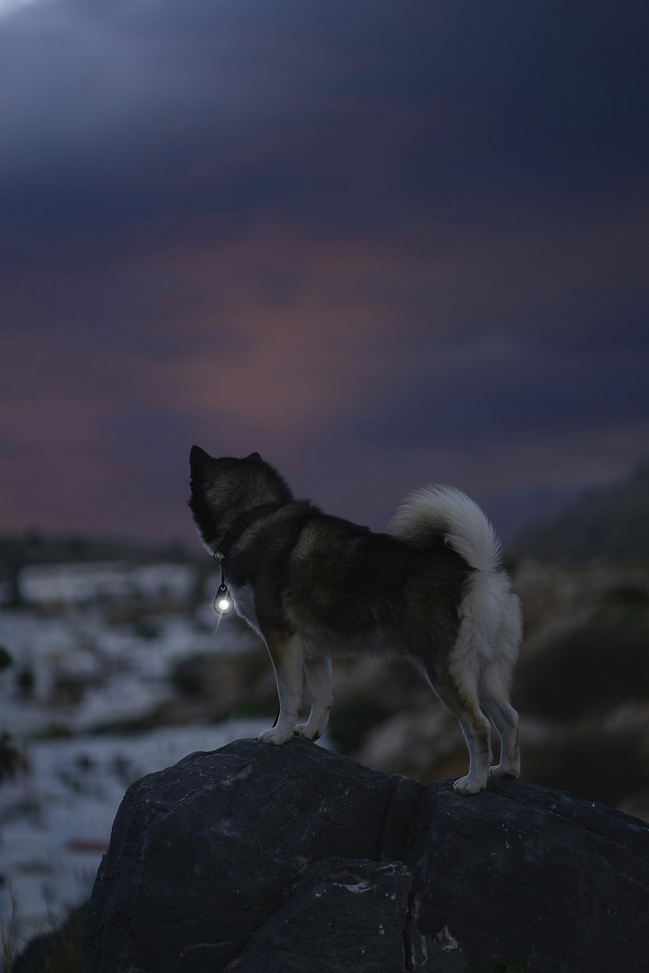 Afbeelding Safety Light Dark – Veiligheidslampje Hond