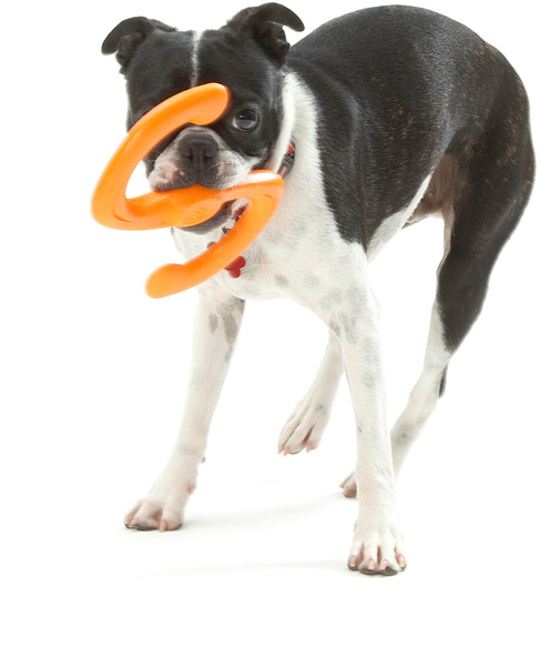 Afbeelding Zogoflex Bumi West Paw Oranje – Speelgoed Hond