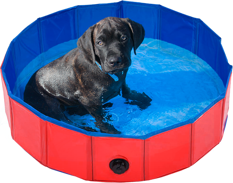 Afbeelding Zwembad Hond – Animal Boulevard