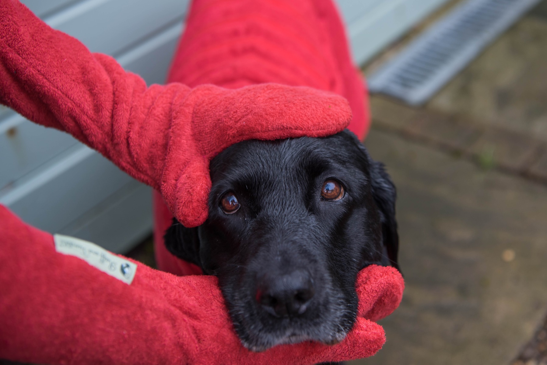 Afbeelding Droog Handschoenen Hond – Ruff and Tumble – Blauw