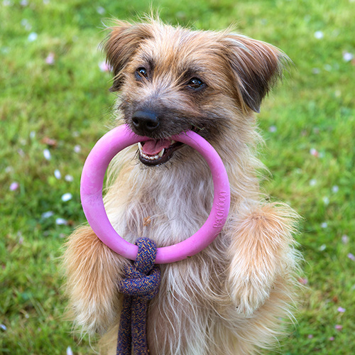 Afbeelding Beco Hoop Blauw – Speelgoed Hond