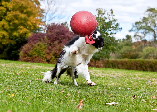 Afbeelding Speelgoed Hond – Jolly Pets Tug-n-Toss