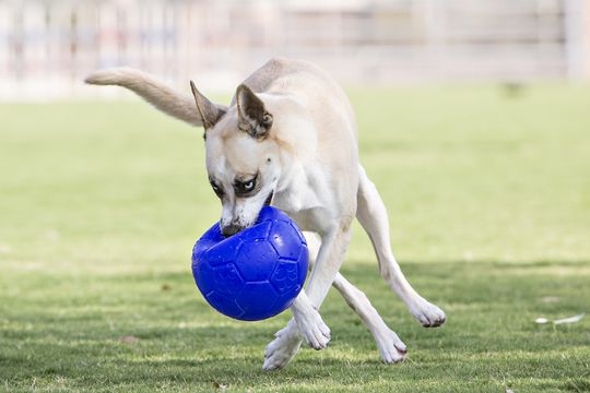 Afbeelding Speelgoed Hond – Jolly Soccer Ball Rood