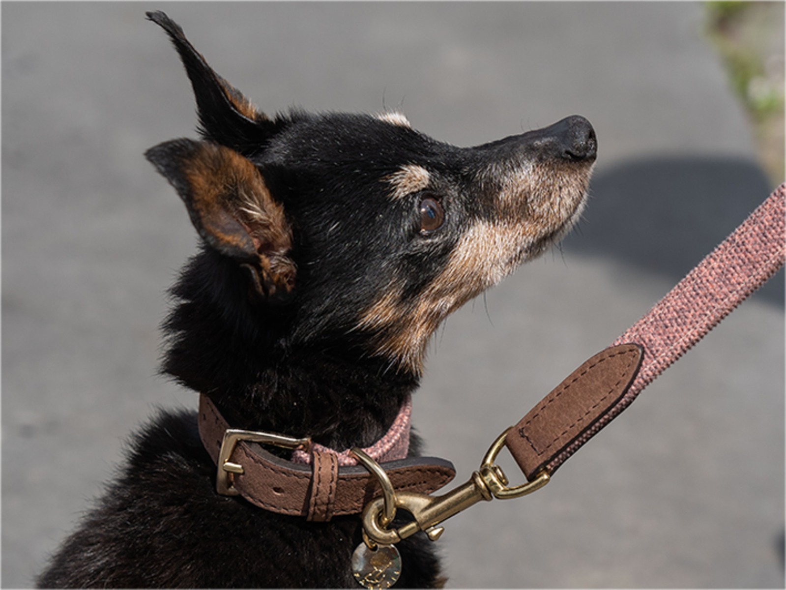Afbeelding Halsband Hond – Fantail Blend Roze