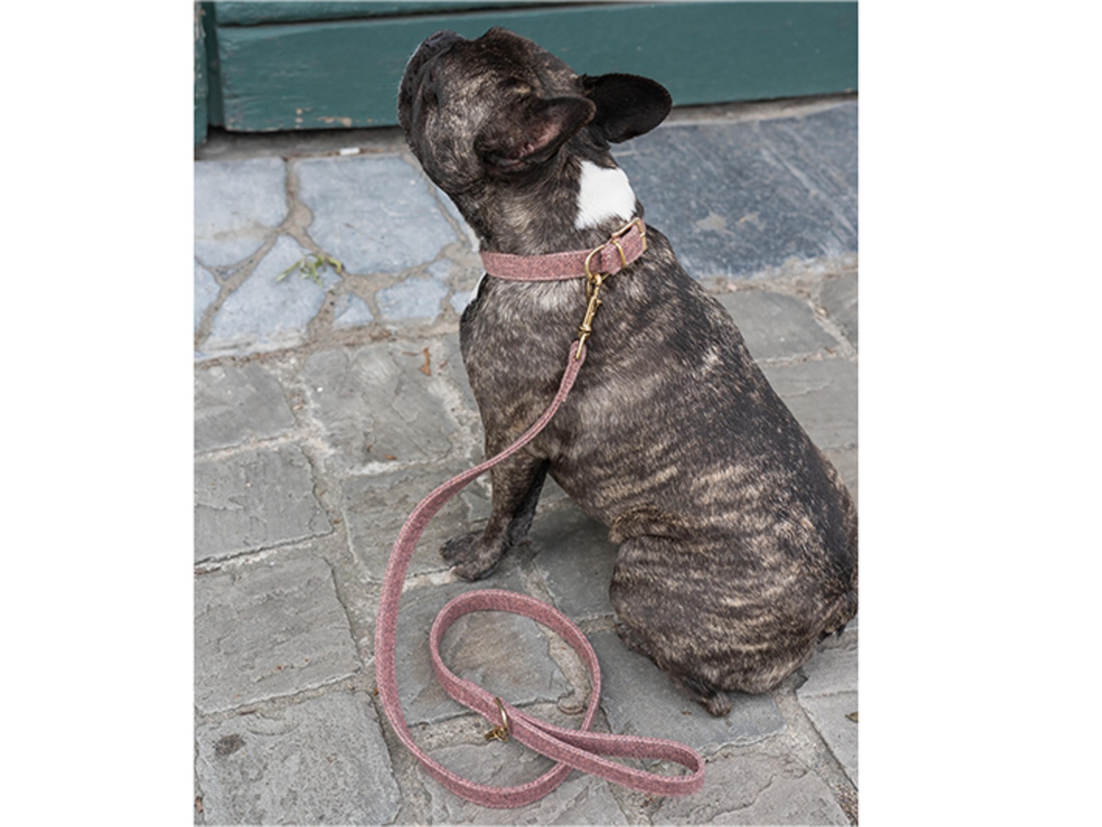 Afbeelding Leiband Hond – Fantail StØv Roze