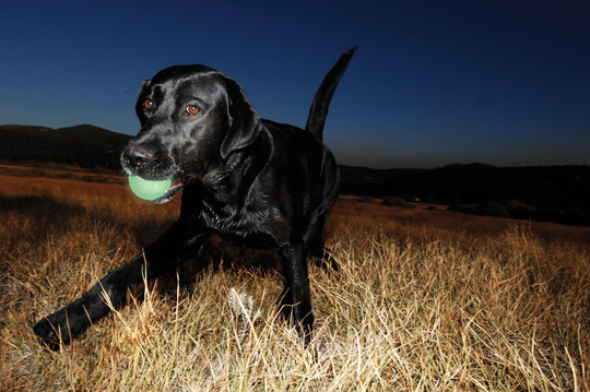 Afbeelding Bal Hond – Chuckit! Max Glow M 6 cm