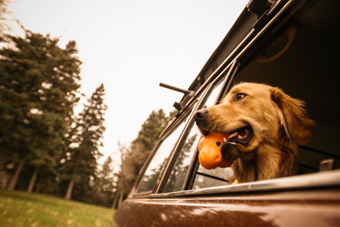 Afbeelding West Paw Zogoflex Tux – Kauw Speelgoed Hond