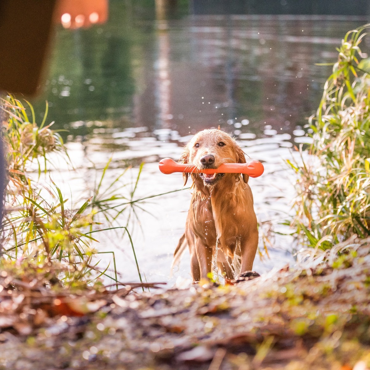 Afbeelding Zogoflex Zwig Echo Oranje – Speelgoed Hond