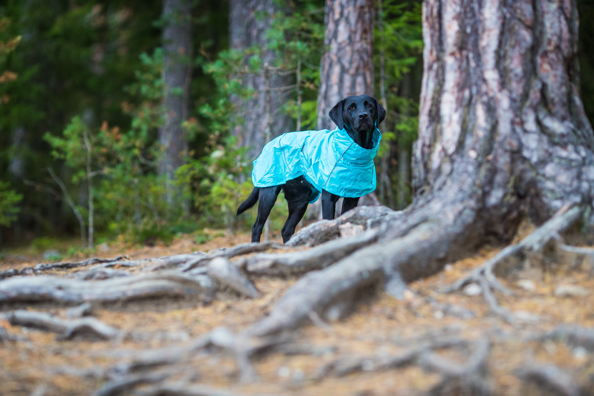 Afbeelding RukkaPets Hase raincoat turquoise – Jas Hond