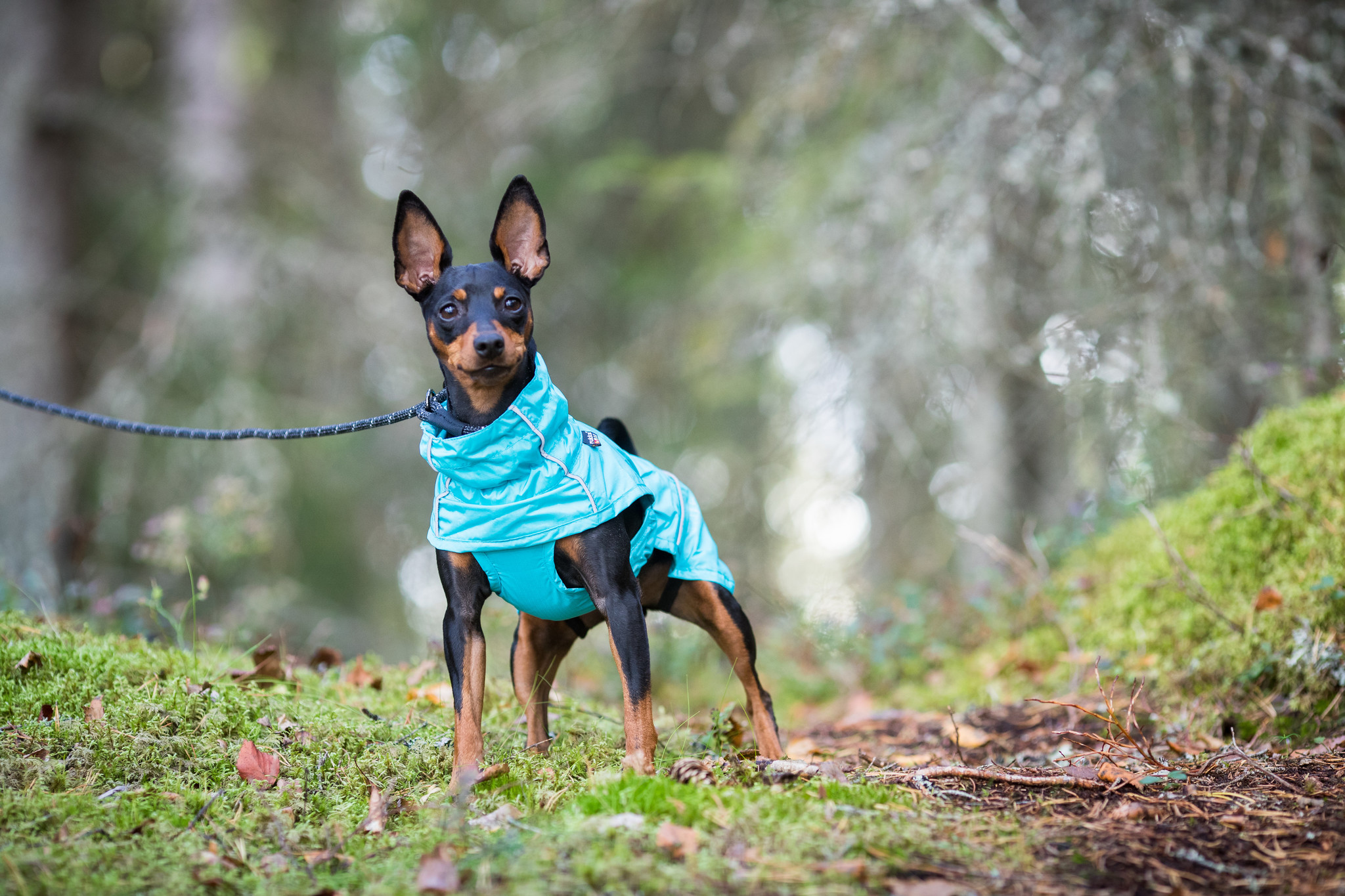 Afbeelding RukkaPets Hase raincoat turquoise – Jas Hond