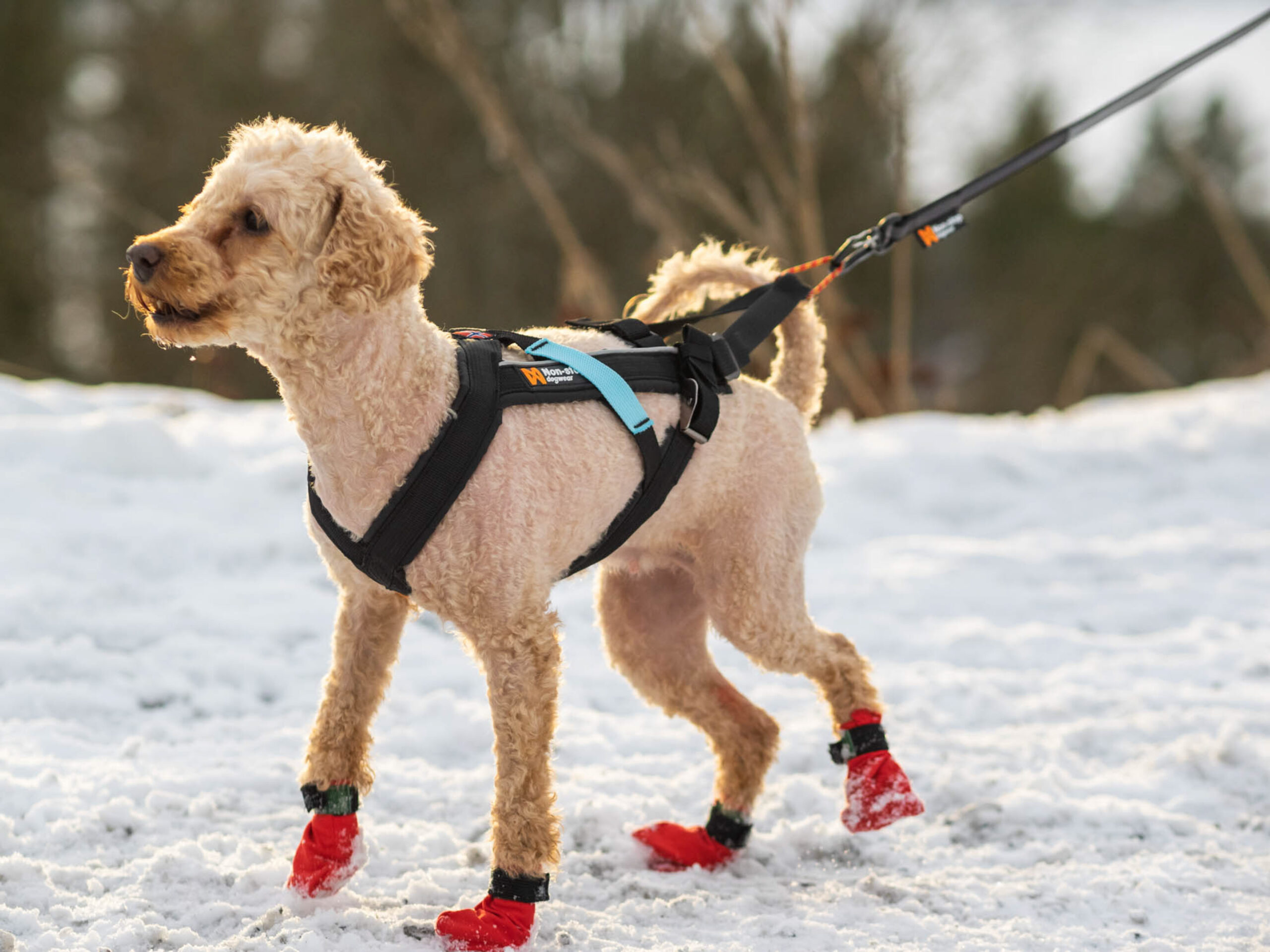 Afbeelding Non-stop Dogwear Freemotion Harness – Dog Joring Harness