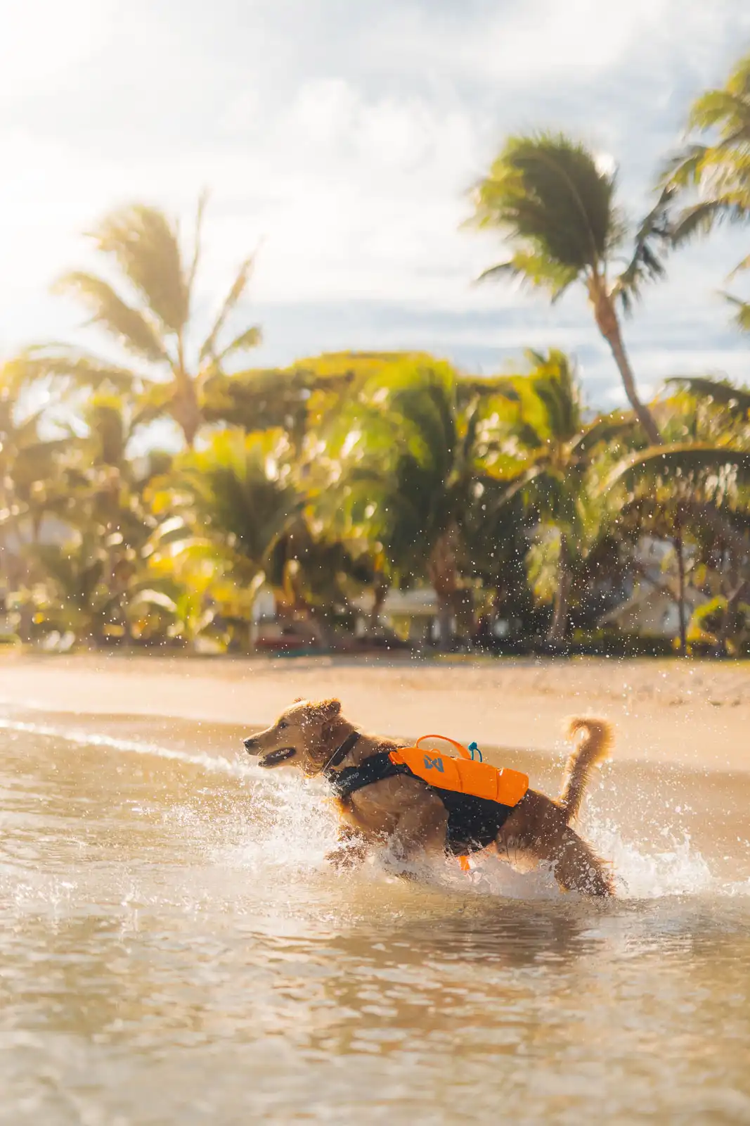 Afbeelding Non-stop Dogwear Protector Life Jacket – Zwemvest