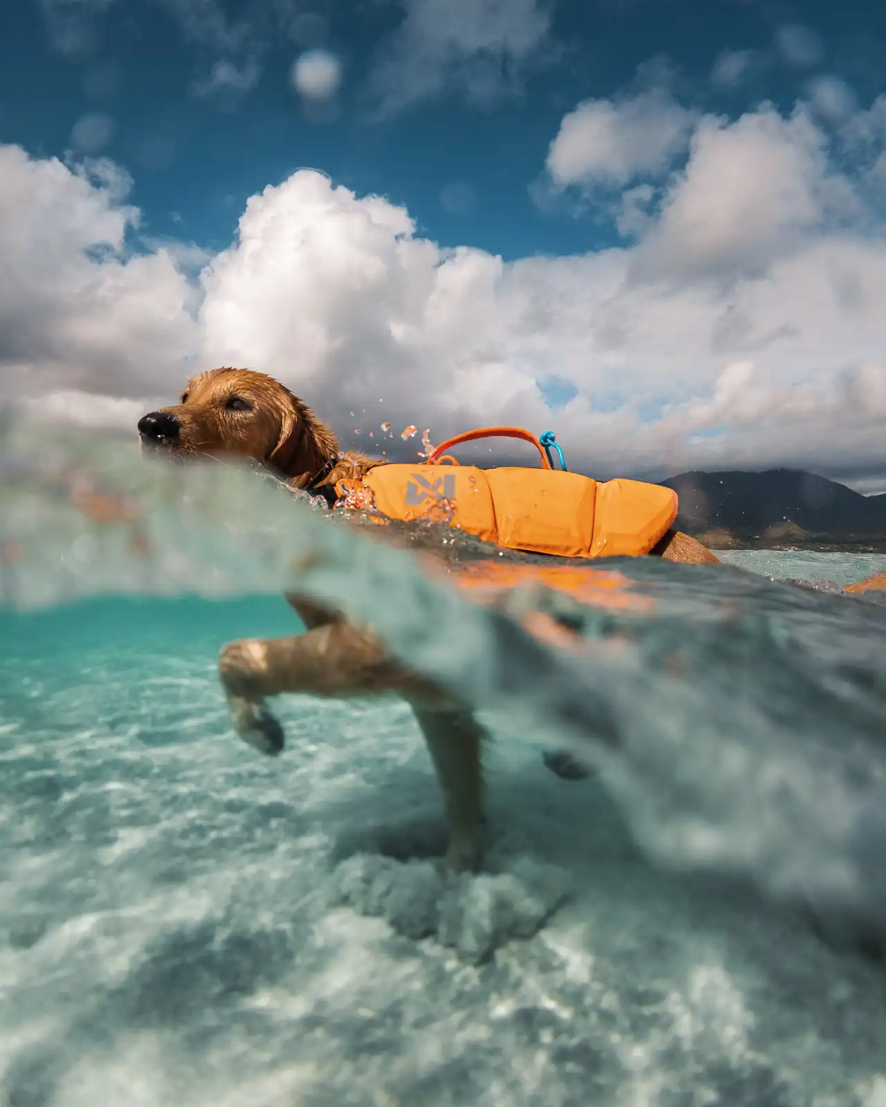 Afbeelding Non-stop Dogwear Protector Life Jacket – Zwemvest