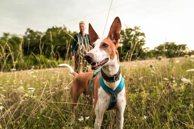 Afbeelding Non-stop Dogwear Line Harness 5.0 – Blauw