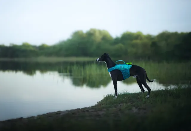 Afbeelding Non-stop Dogwear Protector Life Jacket – Zwemvest