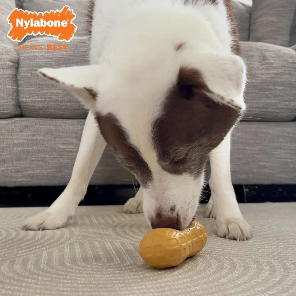 Afbeelding Nylabone – Strong Chew Peanut Treat Toy, Peanut Butter Medium