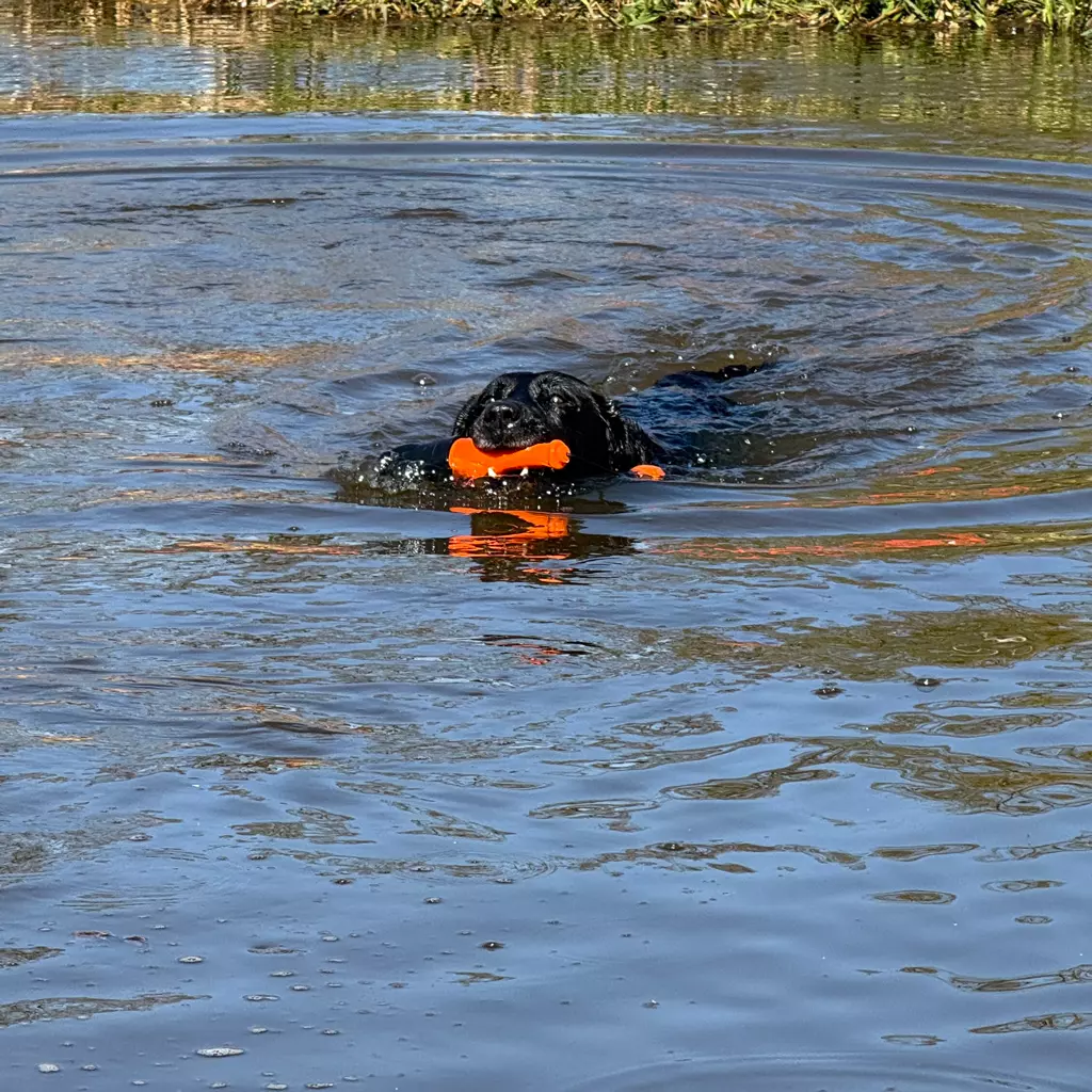 Afbeelding Dog Comets Bobber Oranje