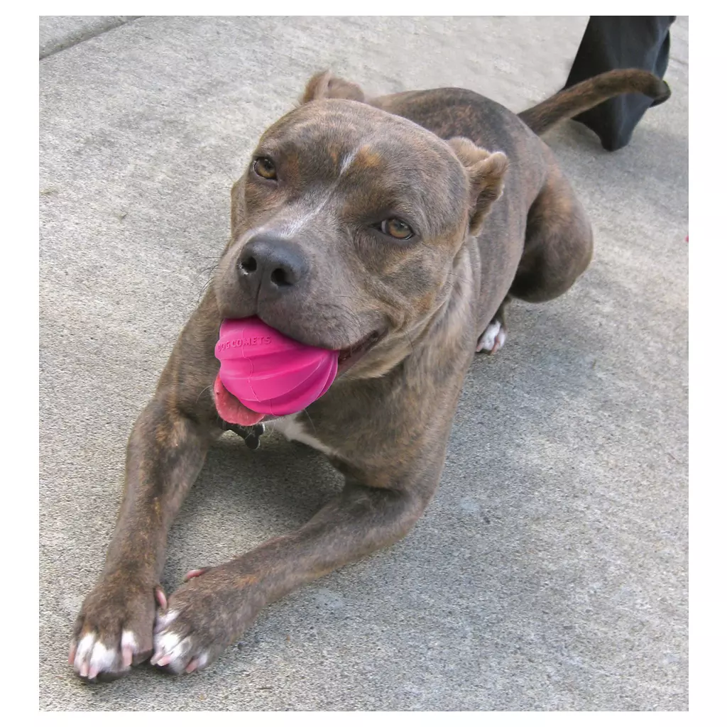Afbeelding Dog Comets Halley Roze