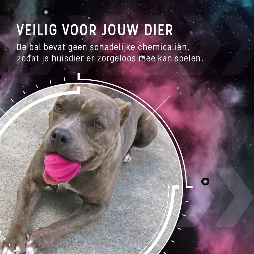 Afbeelding Dog Comets Halley Roze