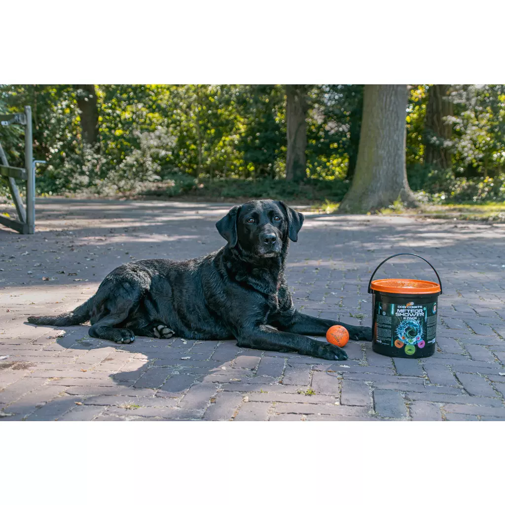 Afbeelding Dog Comets Meteor Shower