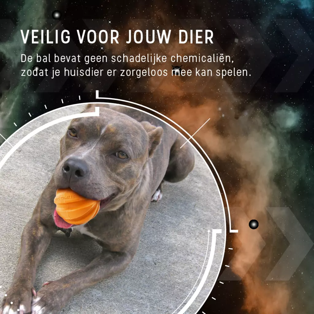 Afbeelding Dog Comets Swift Tuttle Oranje