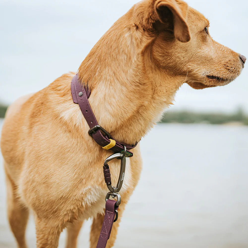 Afbeelding Hunter Collar Havanna Comfort – Blackberry
