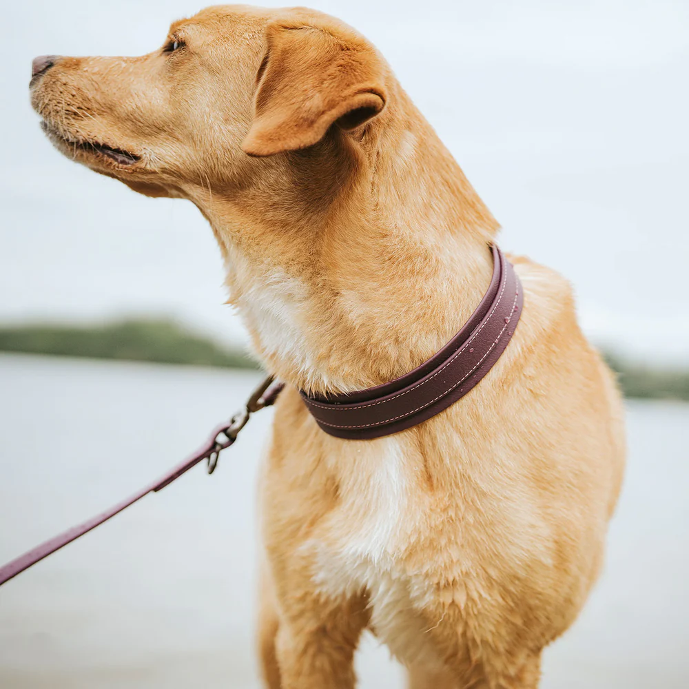Afbeelding Hunter Collar Havanna Comfort – Blackberry