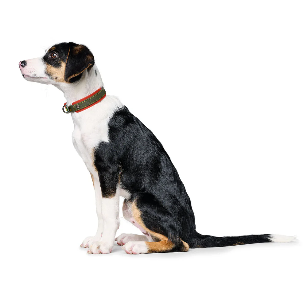 Afbeelding Hunter Collar Havanna Comfort – Green/Orange