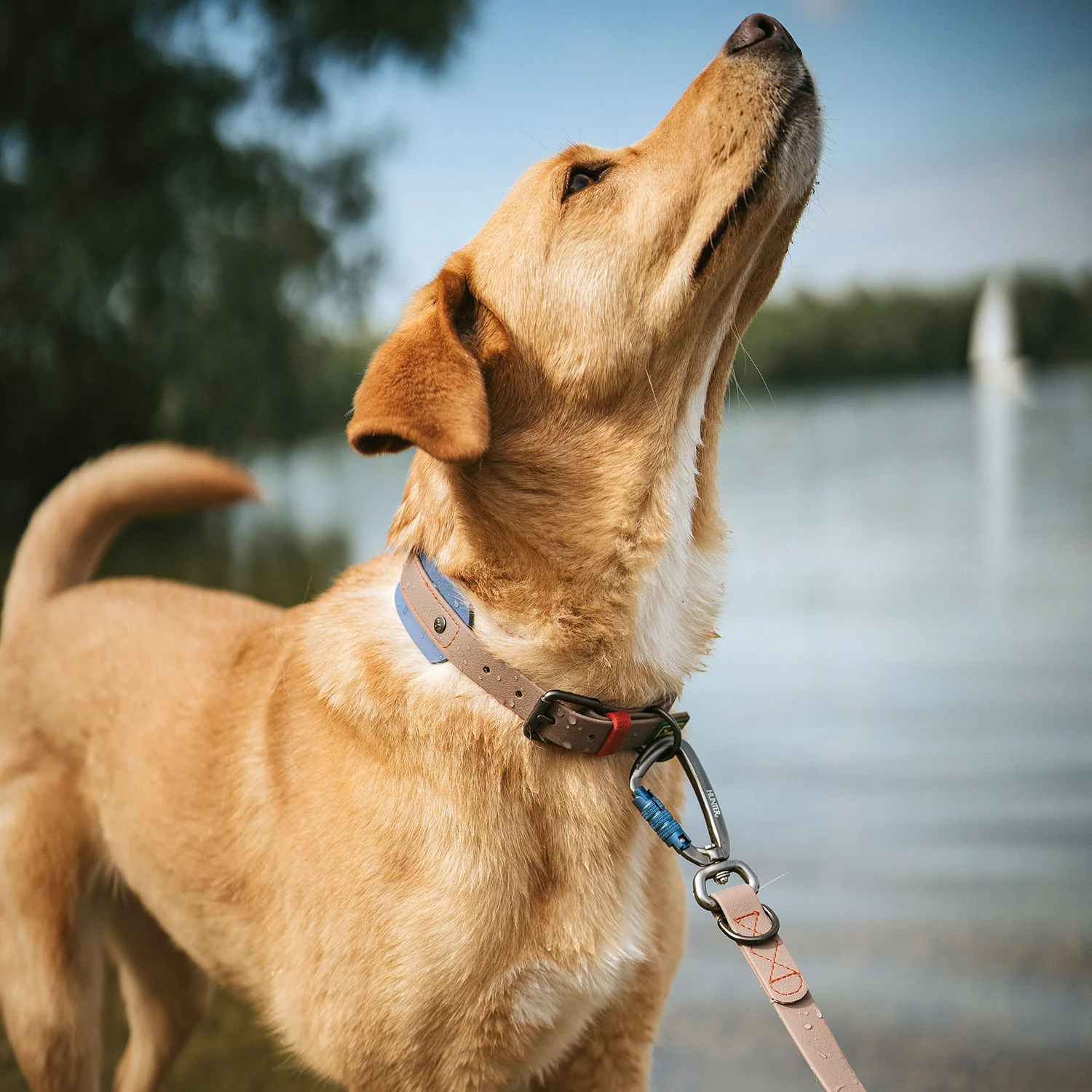 Afbeelding Hunter T-Leash Havanna Plastic Taupe/ Smoky Blue Met Karabijnhaak