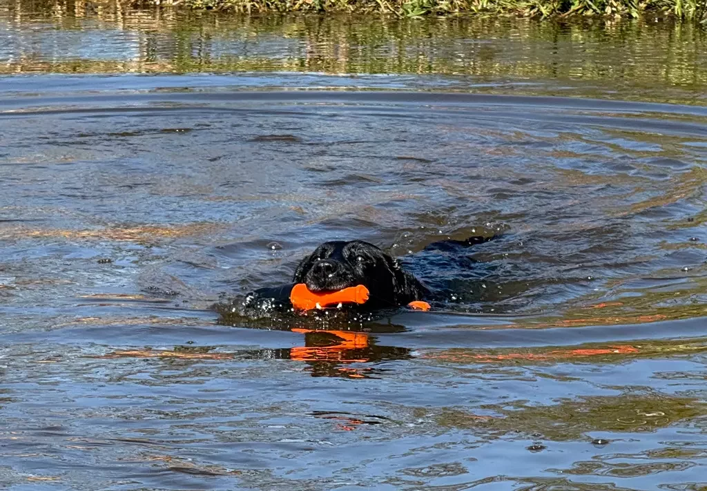Labrador apporteert de Dog Comets Bobber in het water tijdens een actieve speelsessie.