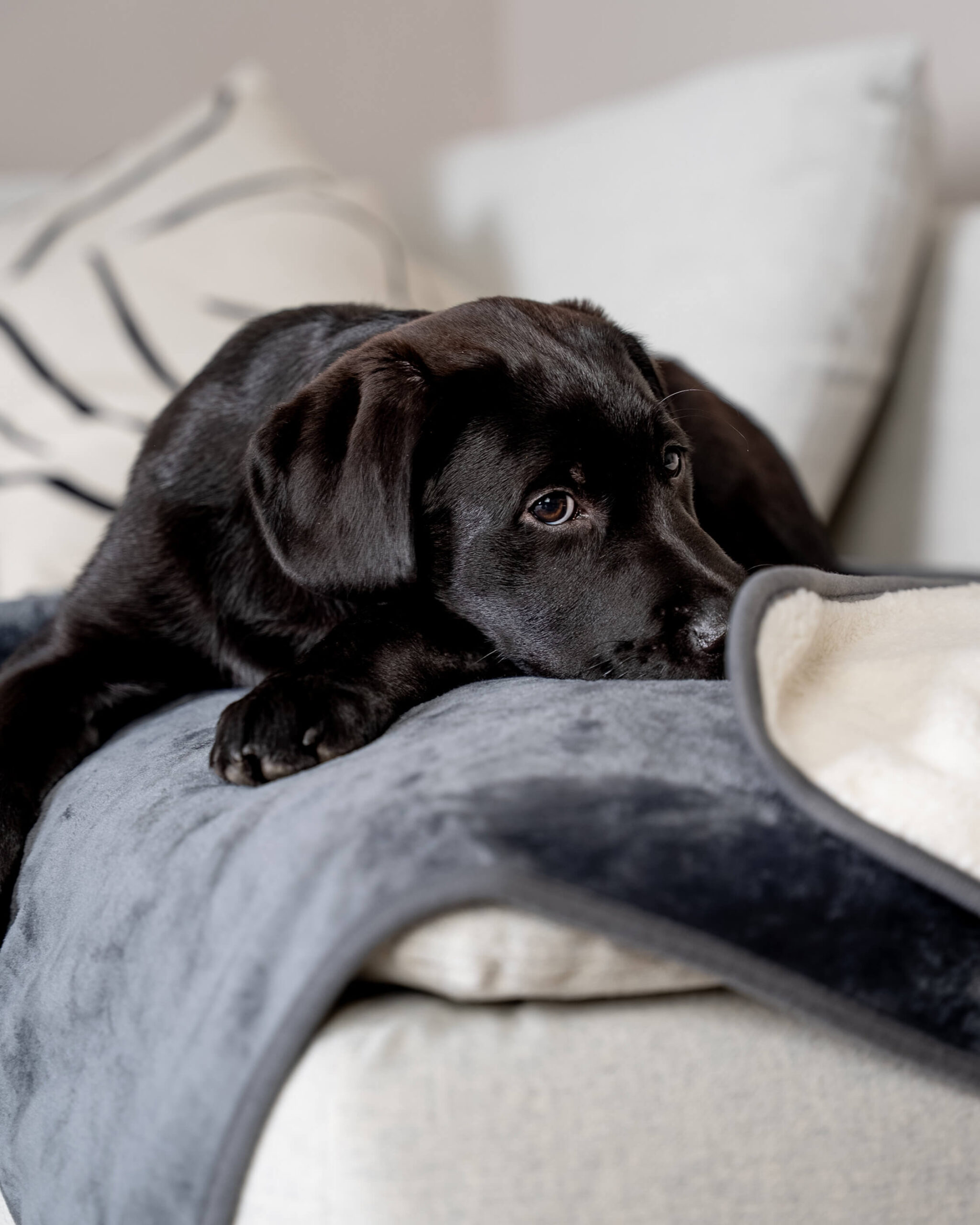 Afbeelding Trendpet Pearl Waterdicht Zacht Grijs Deken